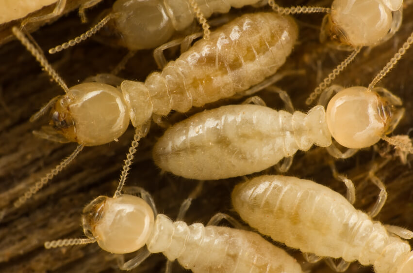 Diagnostic termite Nord