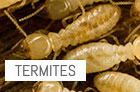 termites